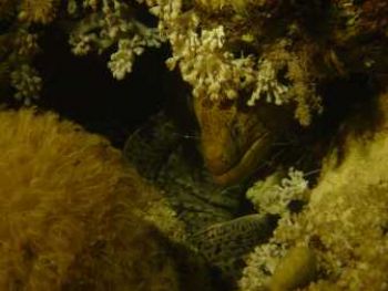 Moray Eel w/h shrimp taken on a night dive in southern Egypt by Silvio Oliviero 